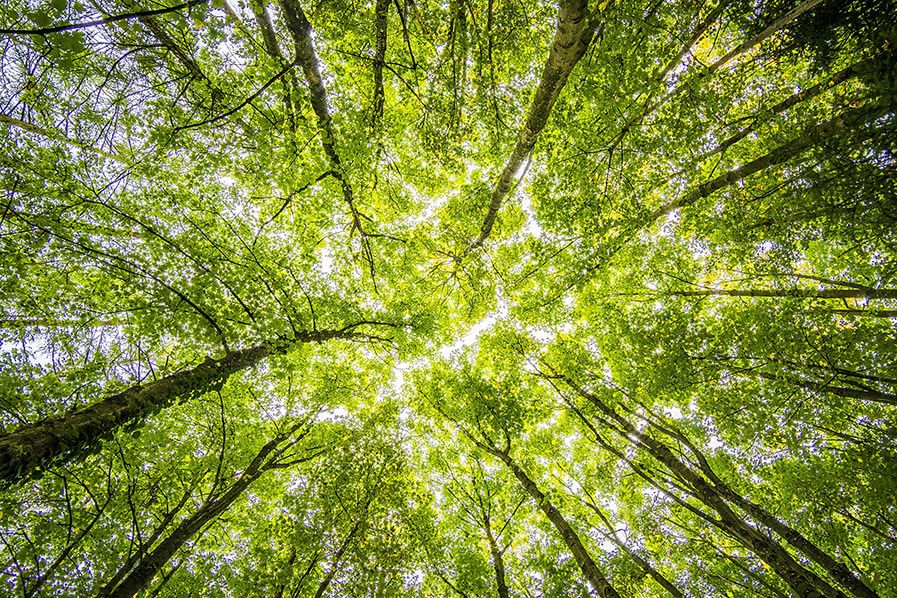 Carbon-umweltfreundlich